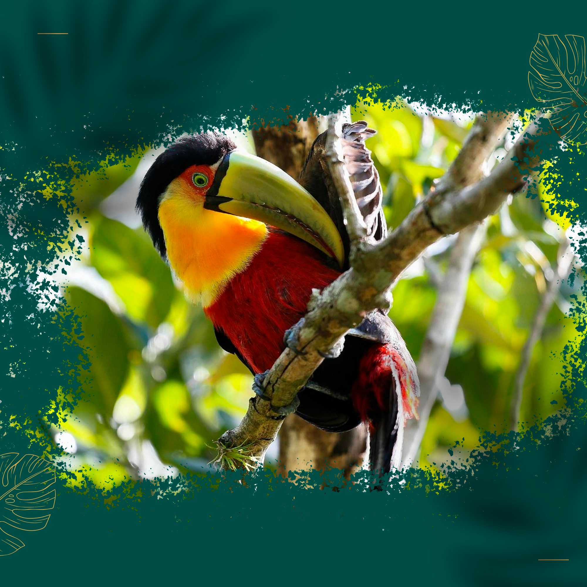 Animais e Fauna