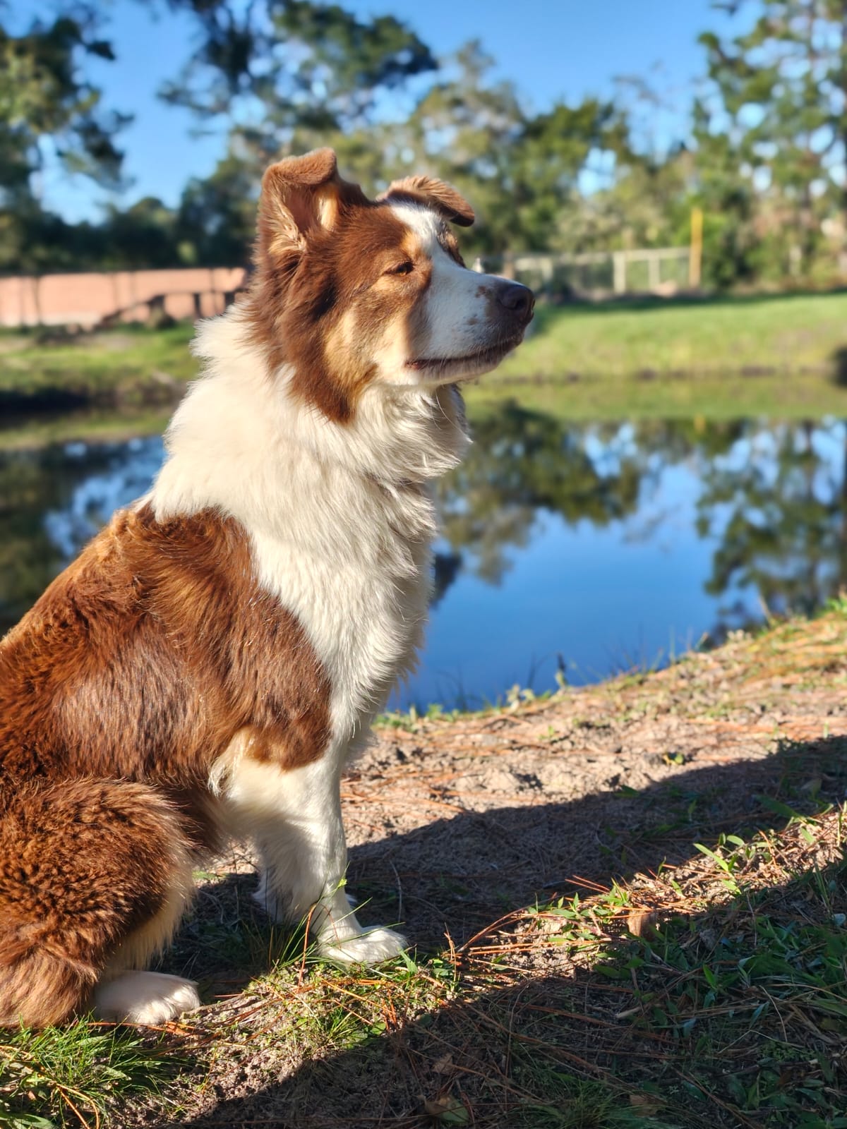 Espaço Pet ClubHospedagem, Day Care e Treinamento Canino em meio à natureza