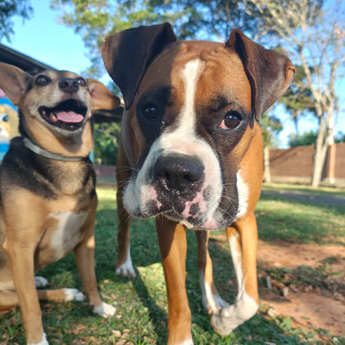 Hospedagem para Cães
