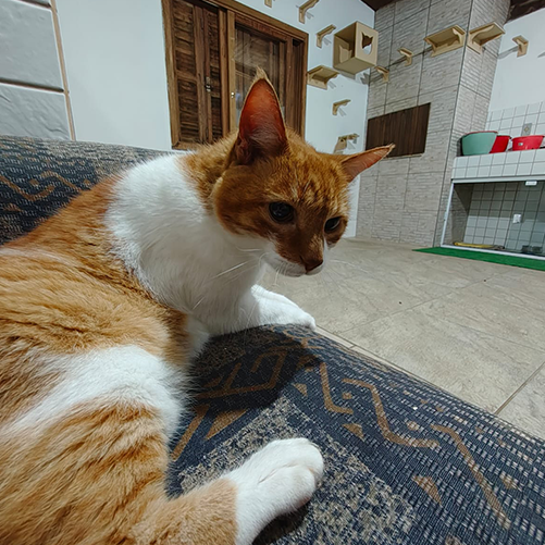 Hospedagem para Gatos