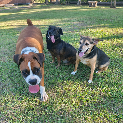 Day Care Canino